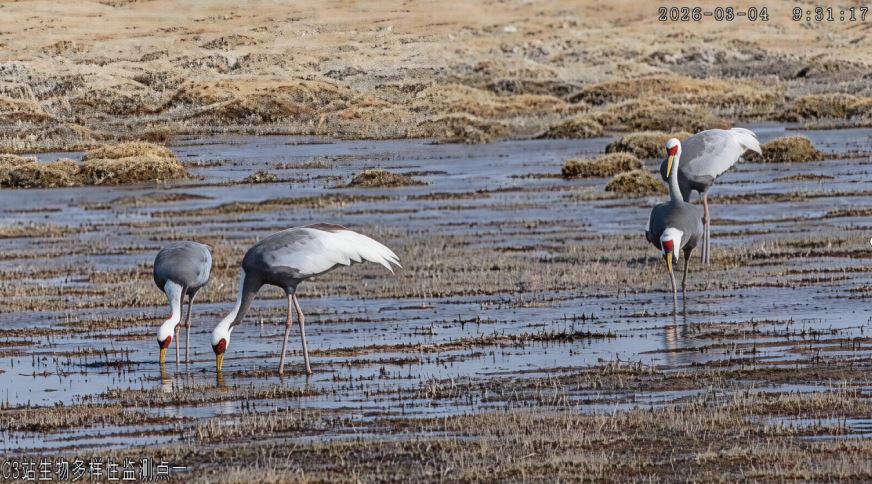 全球易危物种白枕鹤成群现身 中国石油自主贡献型生物多样性保护地