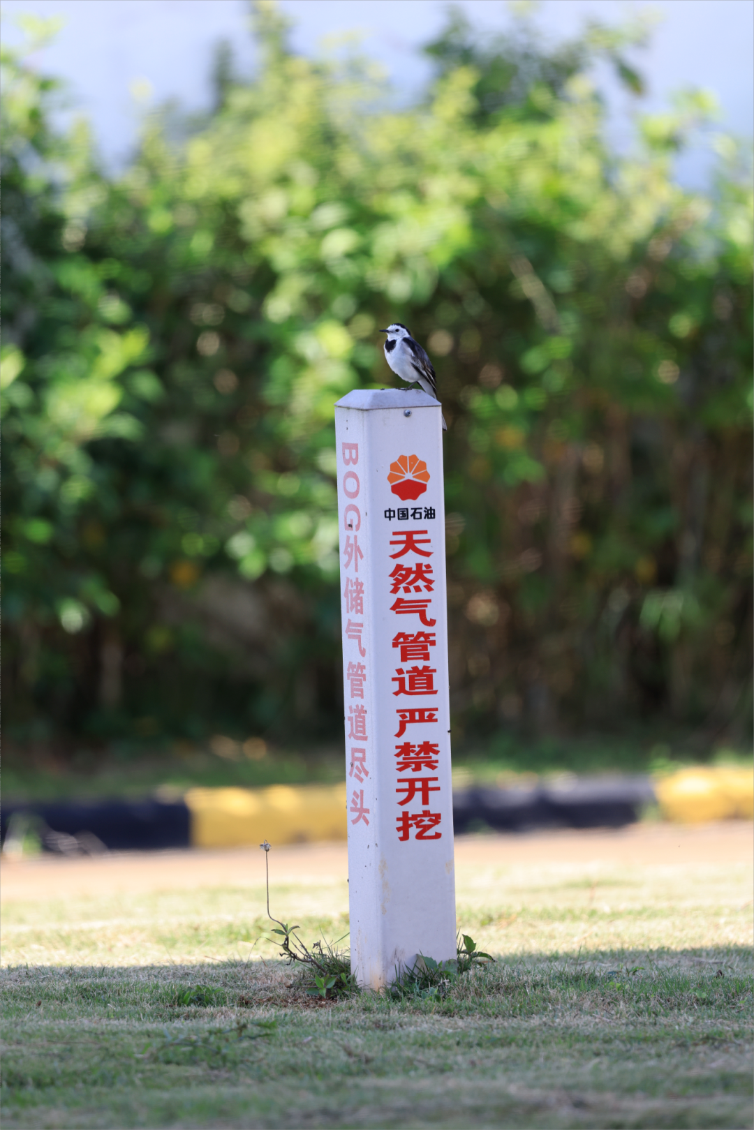 解锁春日最「绿」打卡地